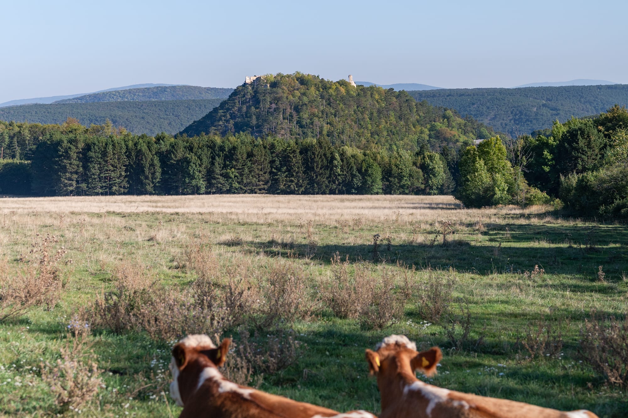 Kühe bei Dreistetten mit Blick afu die Burgruine Starhemberg