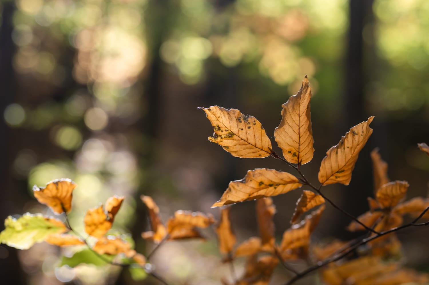 Herbstblatt am Größenberg