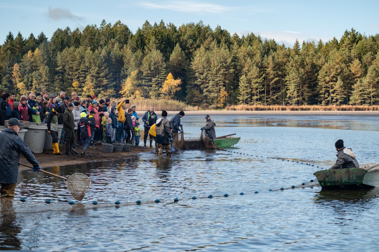 Abfischen am Bruneiteich bei Heidenreichstein, Waldviertel