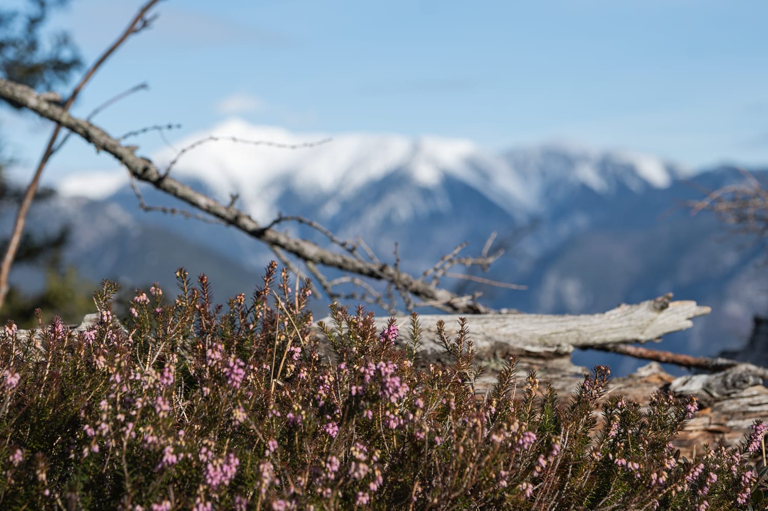 Schneeheide vor Schneeberg bei der Luckerten Wand