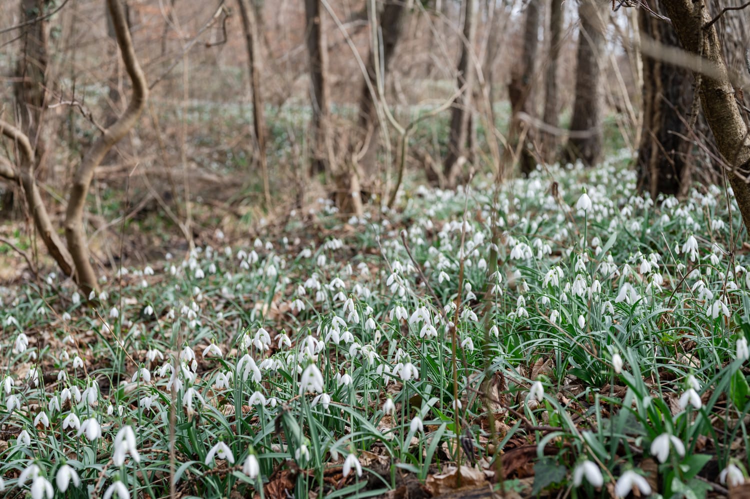 Schneeglöckchen im Naturpark Wüste, bei Mannersdorf