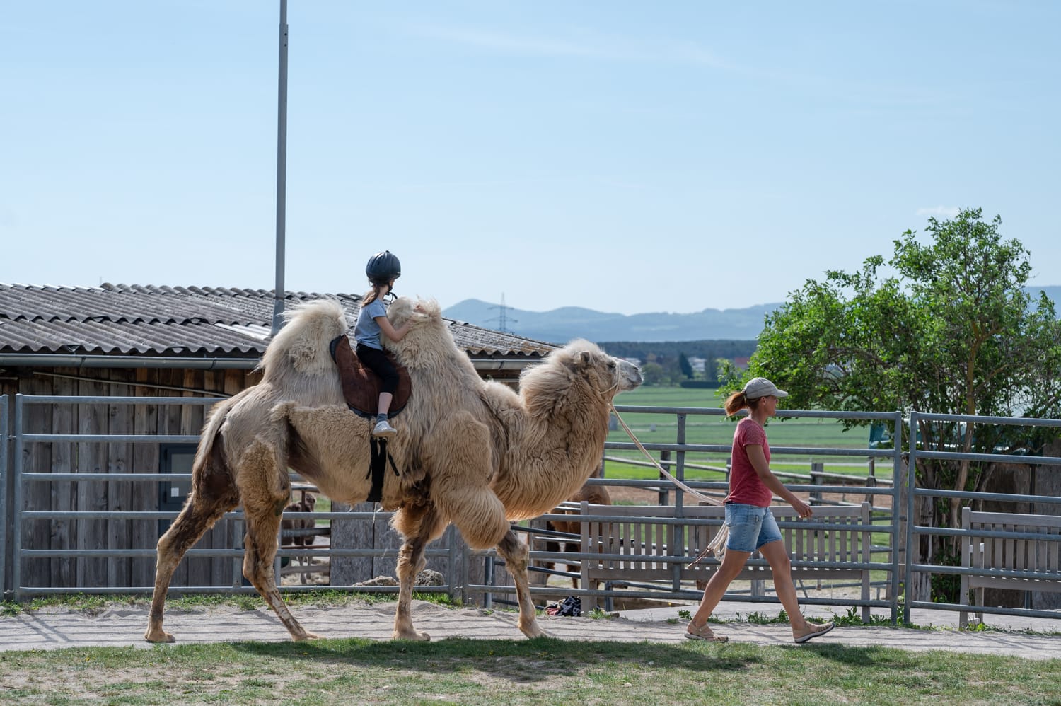 Kind reitet am Kamel, Würflach Kamelfarm