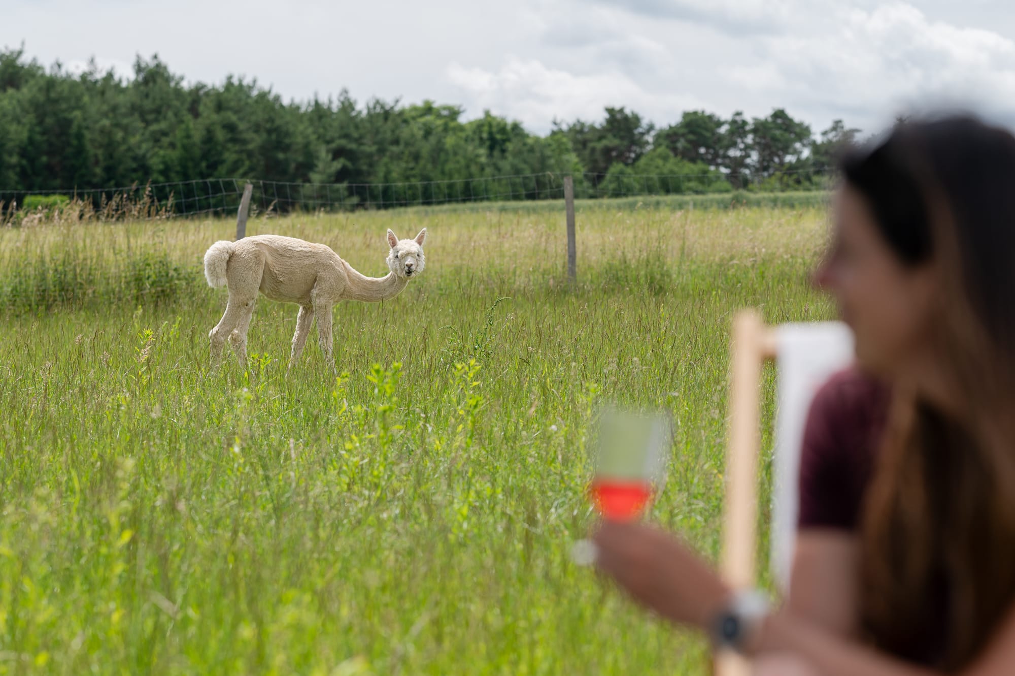 Picknick mit Alpakas am Biohof Pomper im Südburgenland