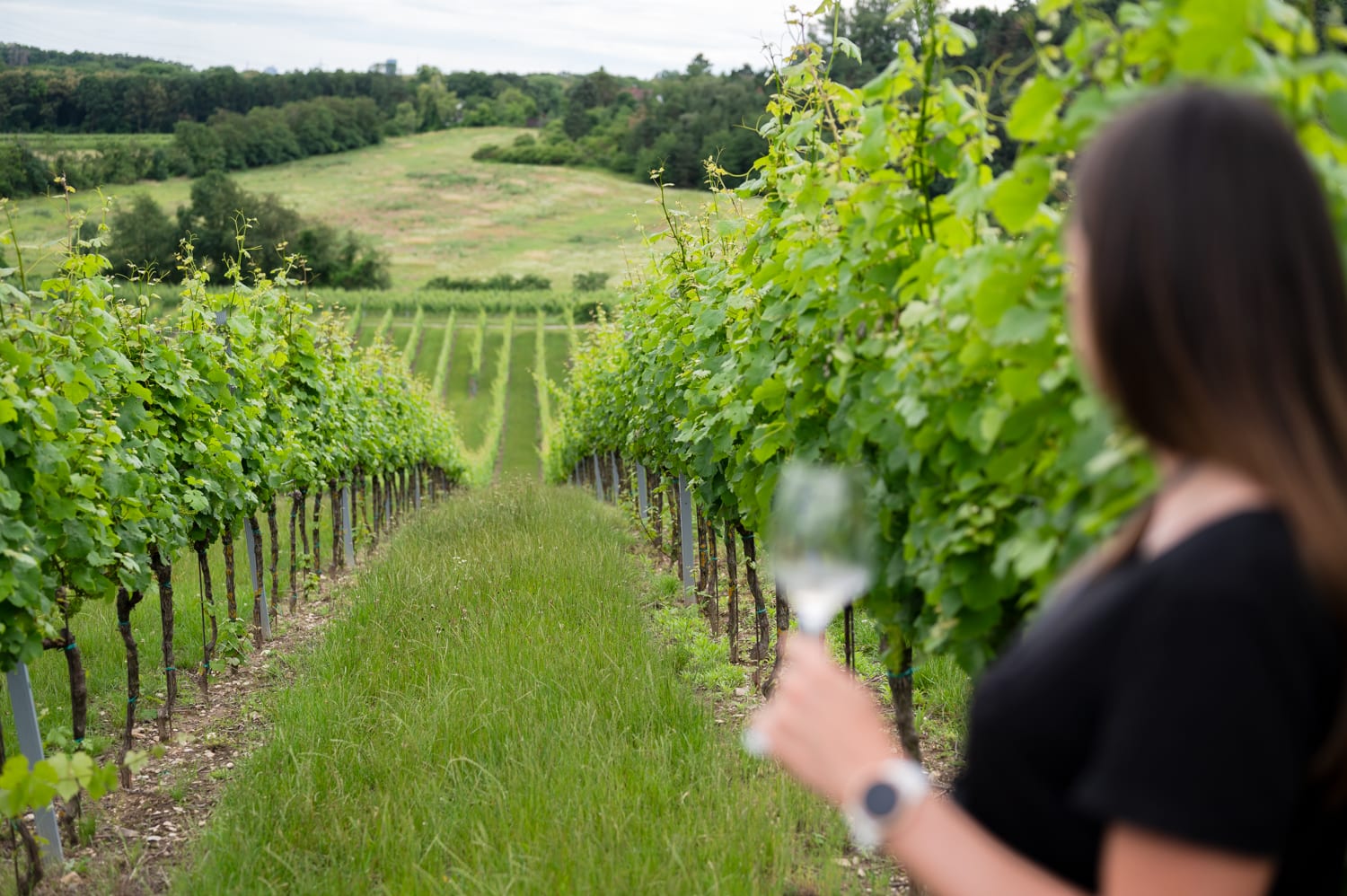 wein.gut.schauen im Weingut Schwarzböck, Weinviertler Erlebnisbetriebe