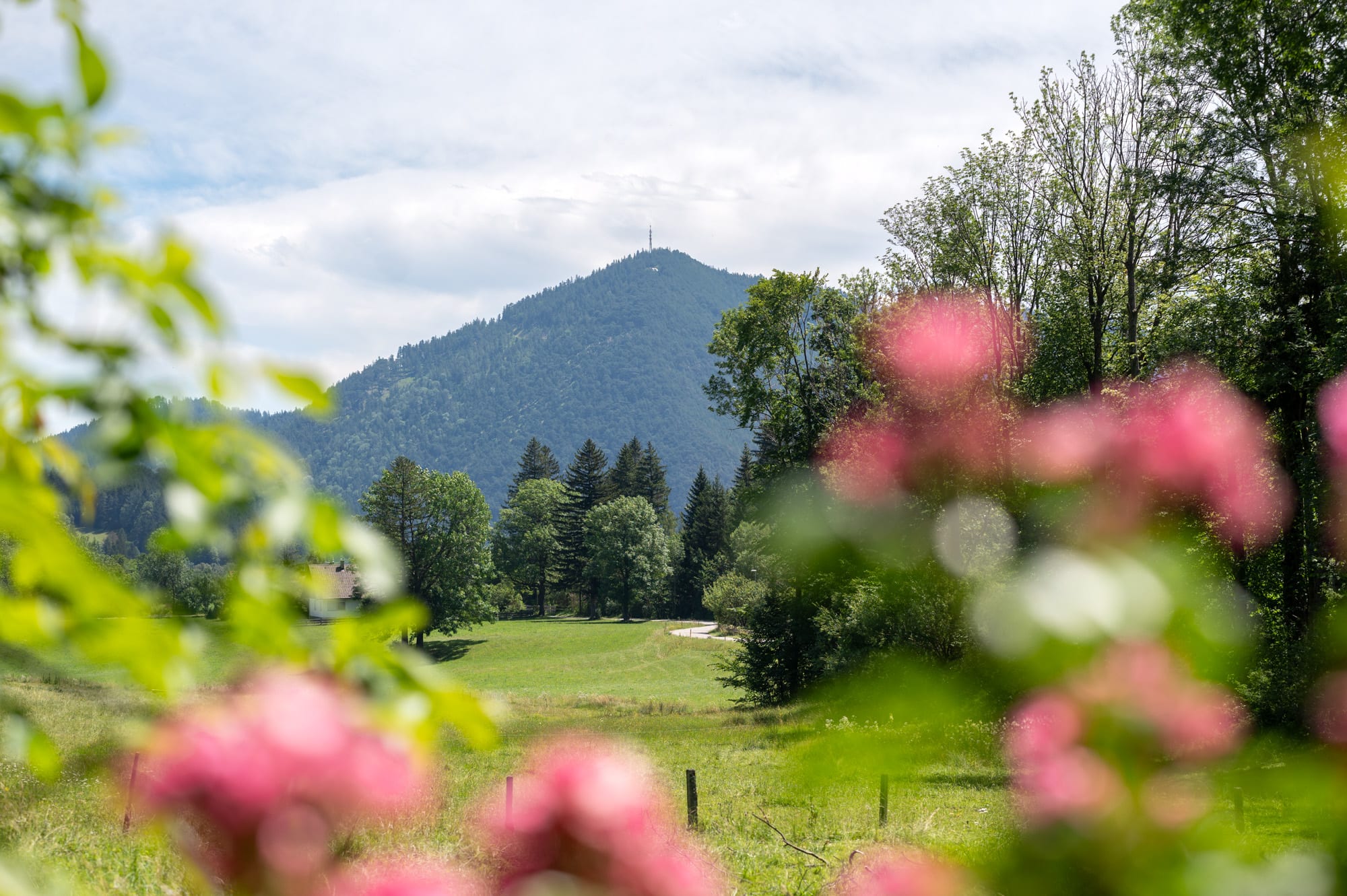 Blick vom Ferienhaus in Puchberg am Schneeberg auf den Himberg