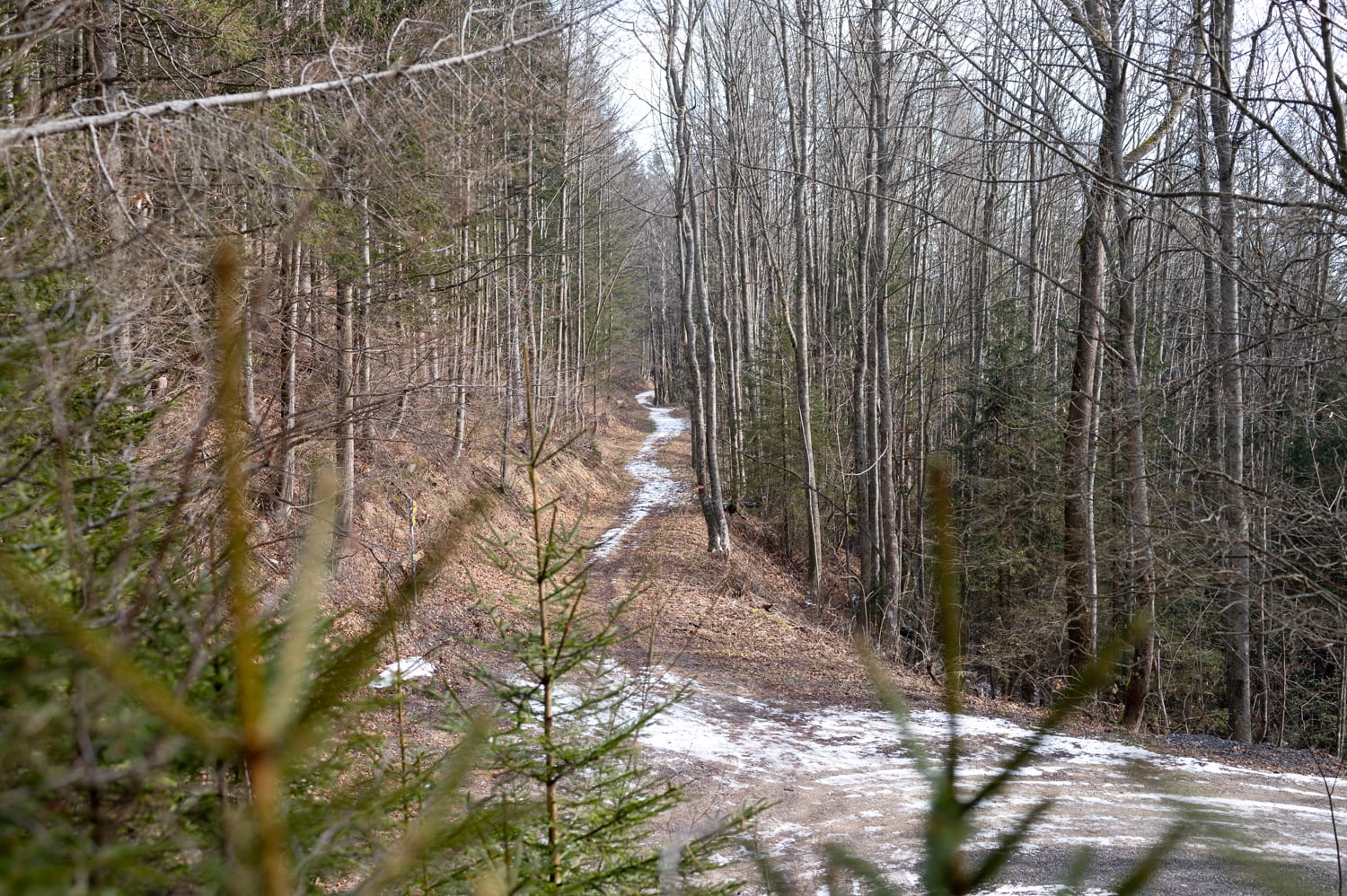 Weg durch den Wald auf den Pinkenkogel