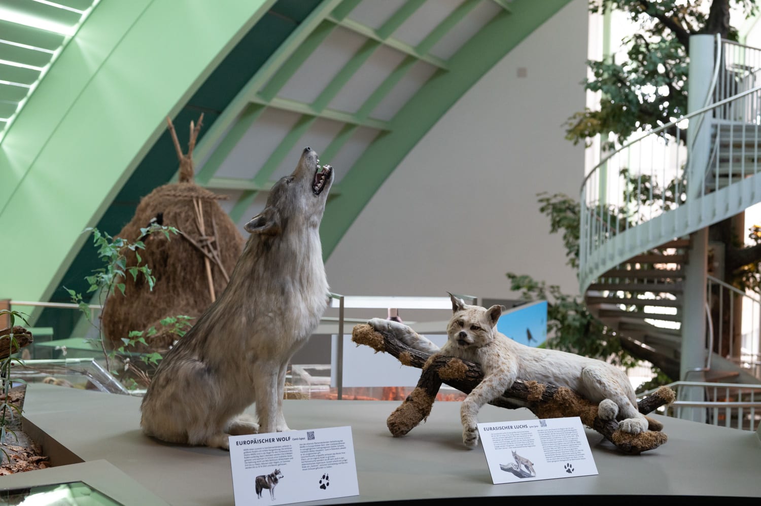 Haus für Natur, Wolf und Luchs