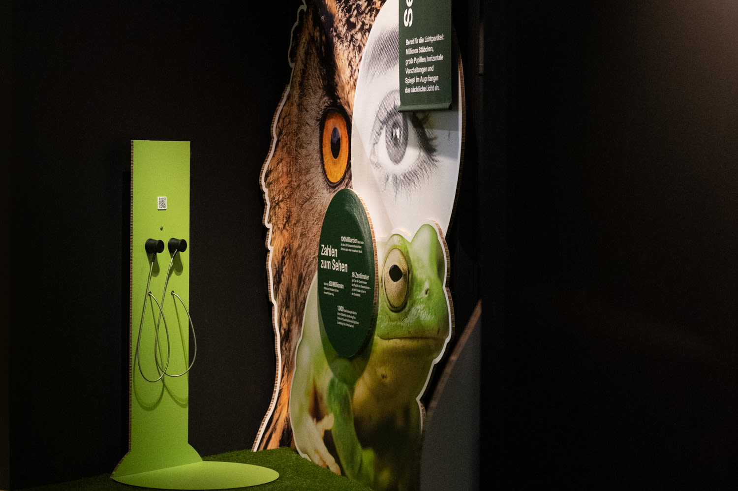 Tiere der Nacht, Sonderausstellung im Haus für Natur, Museum Niederösterreich