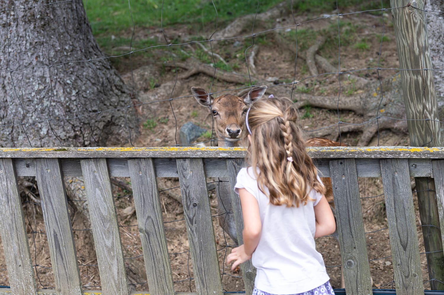 Dammwild im Waldpark Hochreiter