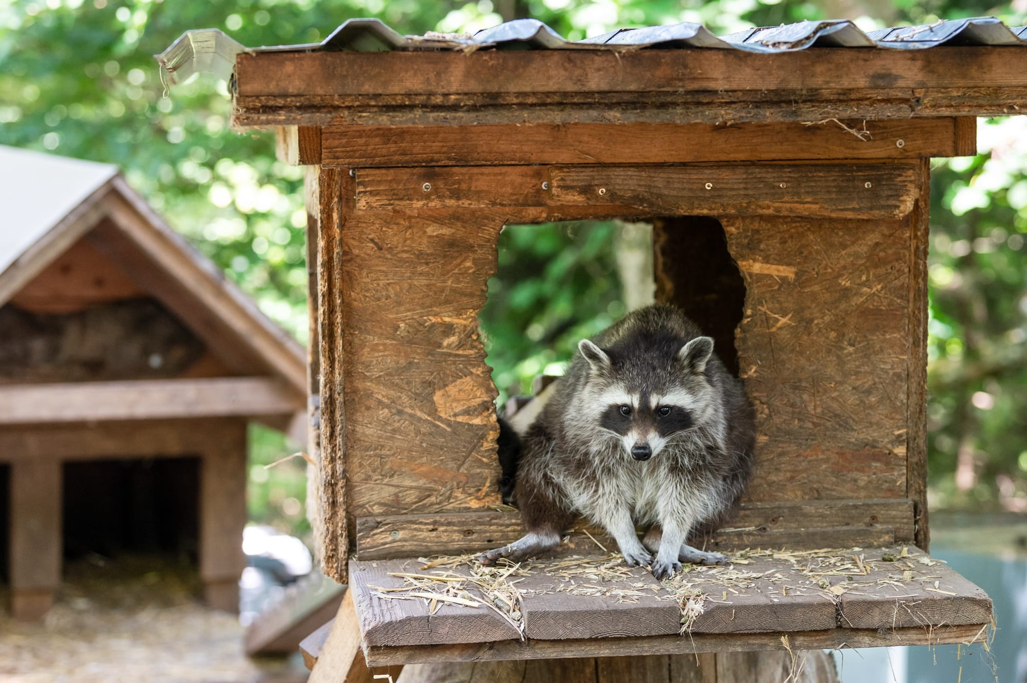 Waschbär im Waldpark Hochreiter