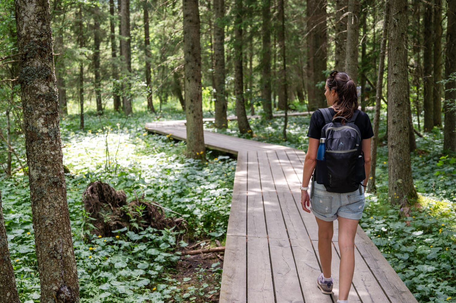 unterwegs im Teichalm-Hochmoor im Almenland