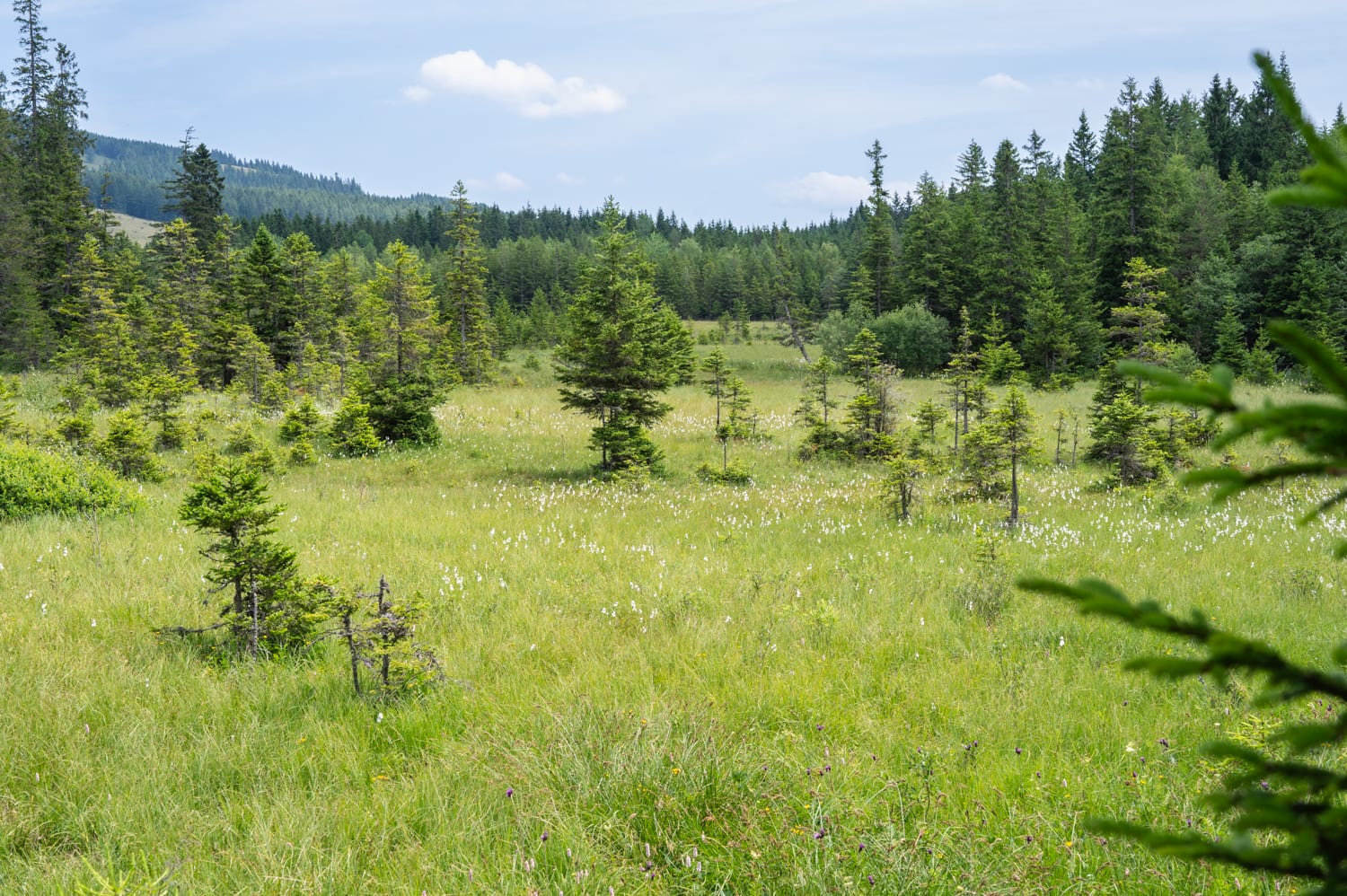 Teichalm, Hochmoor