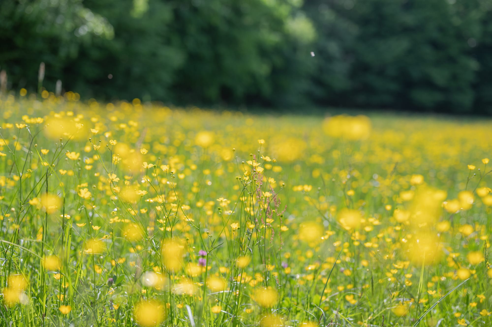 Blumenwiese bei Kobersdorf am Waldquellenweg (Start)
