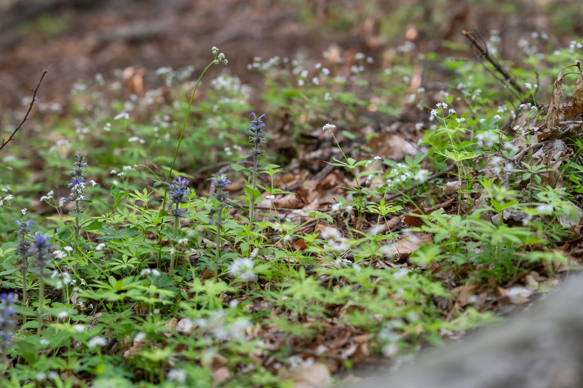 Vegetation am Kraftquellenweg im Wald