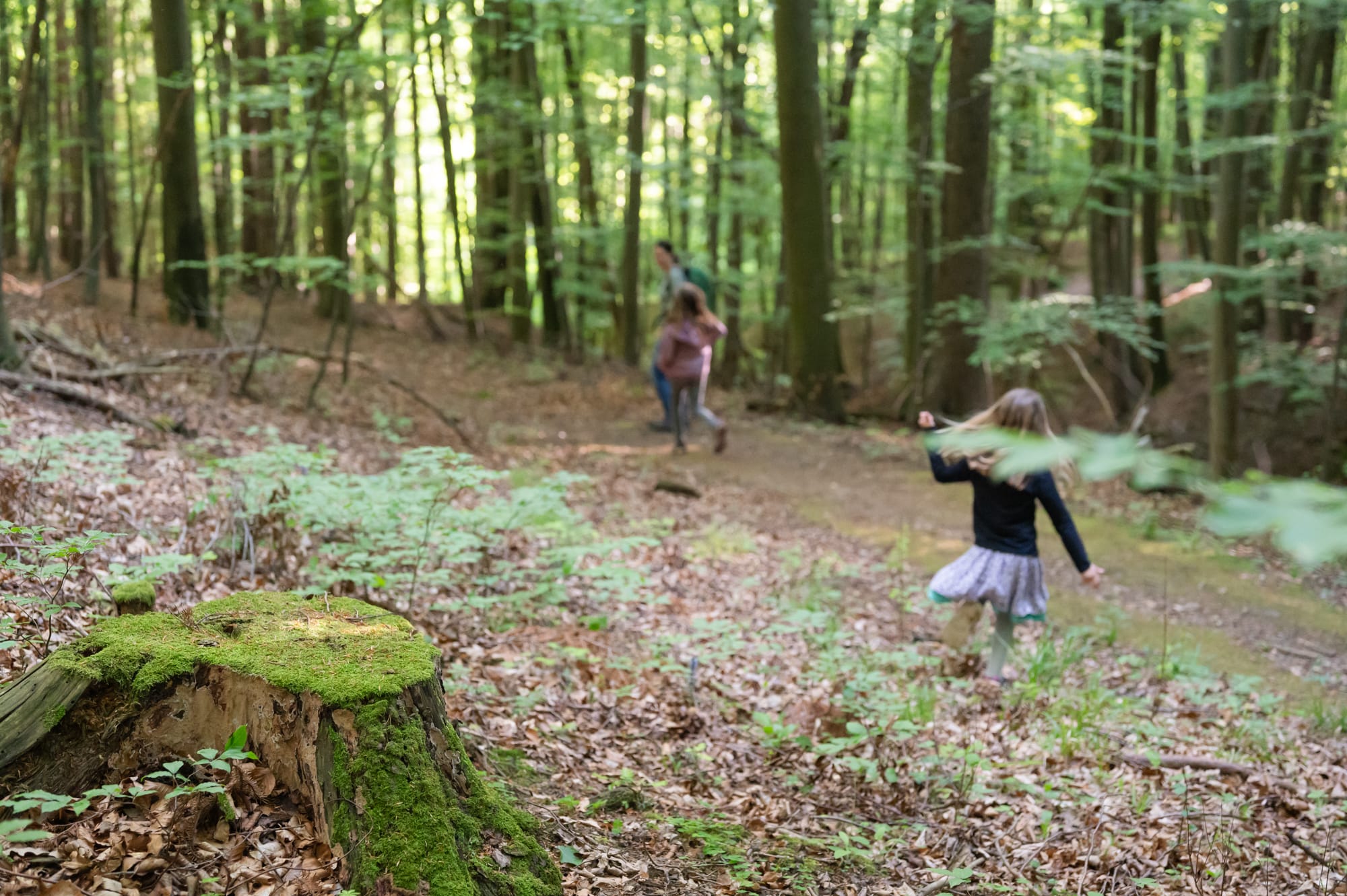 Waldweg zur Ruine Landsee am Kraftquellenweg