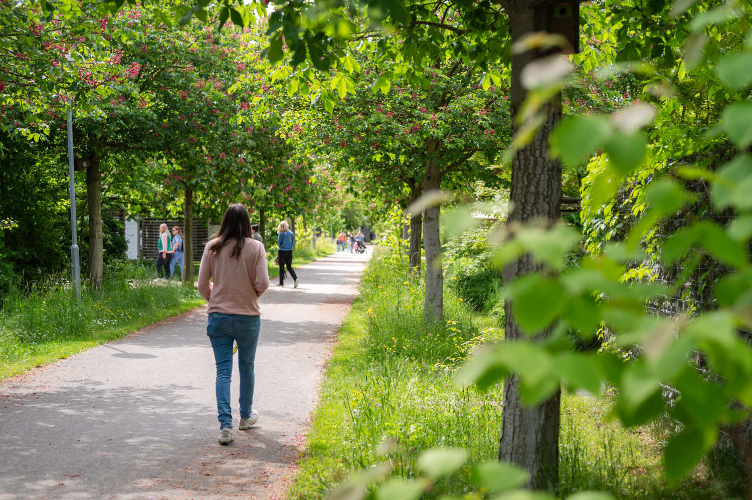 Weg bei der Garten Tulln im Mai, Niederösterreich
