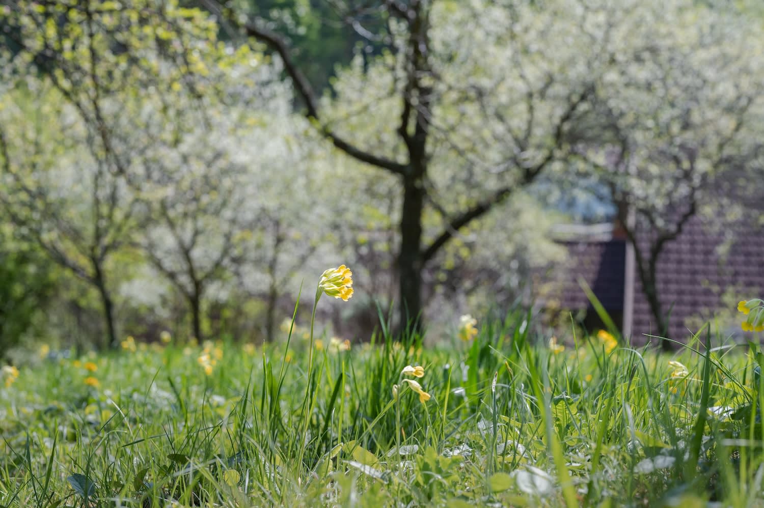 Himmelschlüsserl und blühende Obstbäume bei der Wanderung von der Burg Seebenstein zum Türkensturz, auf der Alm
