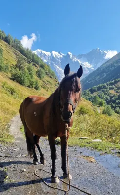 Su arkliais per Kaukazo kalnus