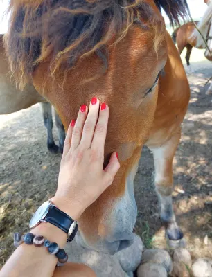 Rekolekcijos su ŽIRGAIS