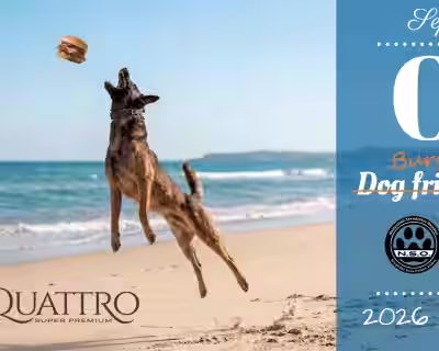  Dog frisbee party Klaipėda 2026