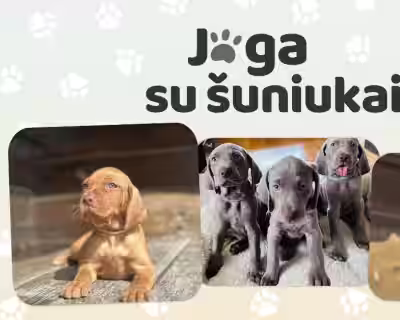 Joga su VEIMARANERIAIS ir VIŽLAIS