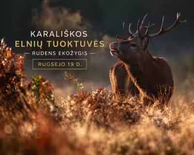 Karališkos elnių tuoktuvės – rudens ekožygis 