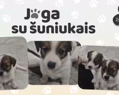 Joga su DŽEKO RASELO TERJERAIS