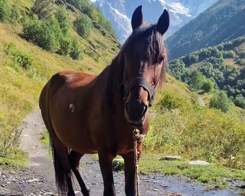Su arkliais per Kaukazo kalnus nuotrauka 1