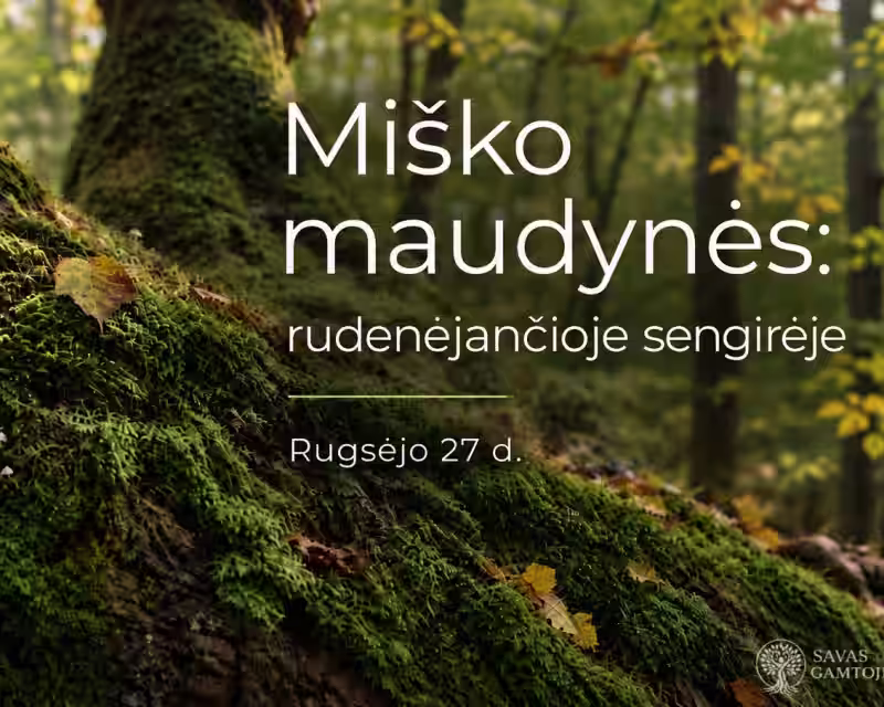MIŠKO MAUDYNĖS: rudenėjančioje sengirėje  nuotrauka 1