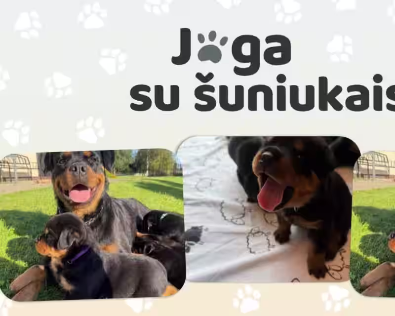 Joga su ROTVEILERIAIS  nuotrauka 1