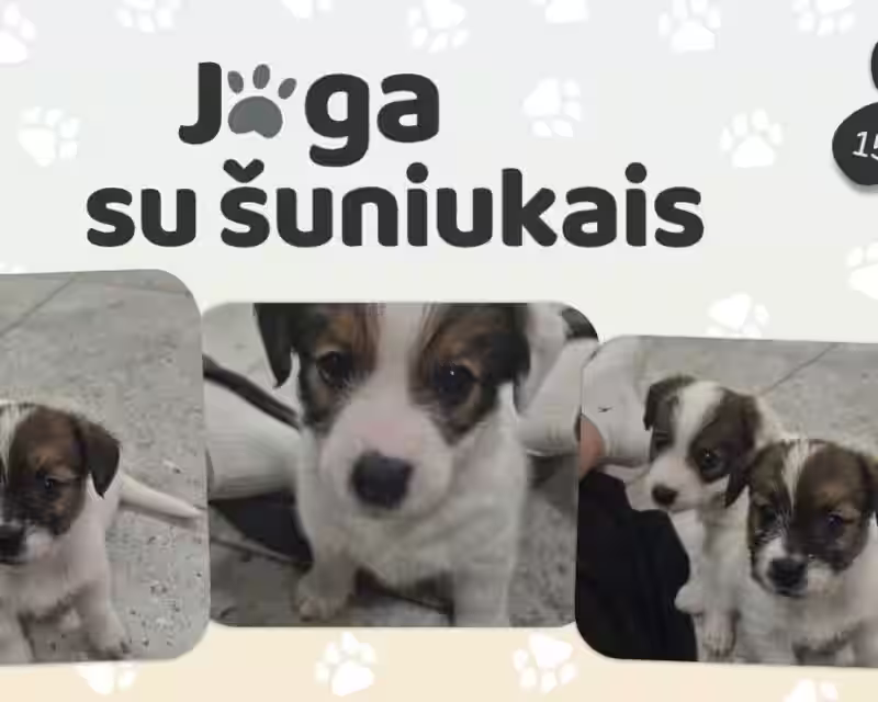 Joga su DŽEKO RASELO TERJERAIS nuotrauka 1