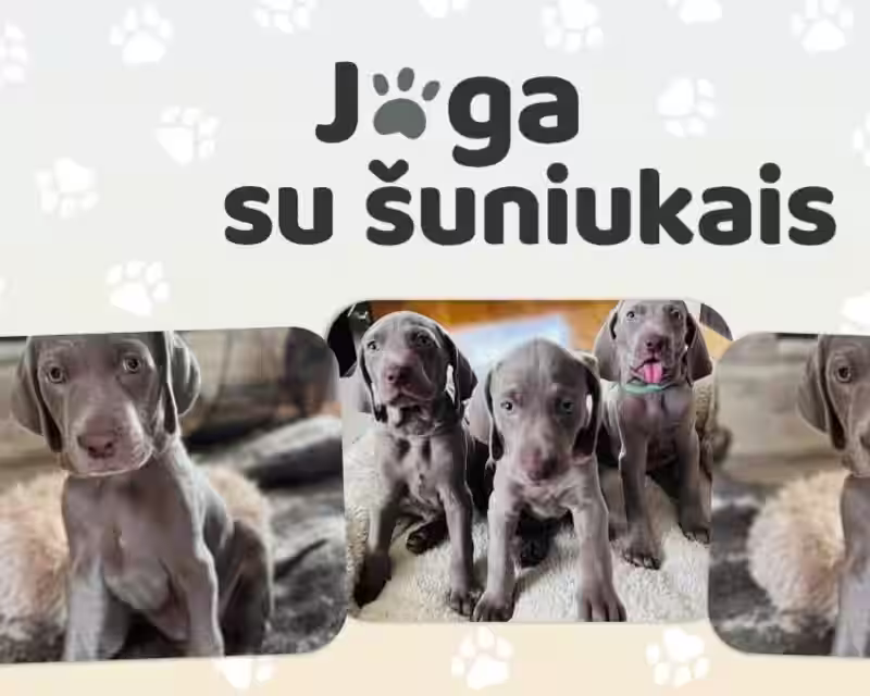 Joga su VEIMARANERIAIS  nuotrauka 1