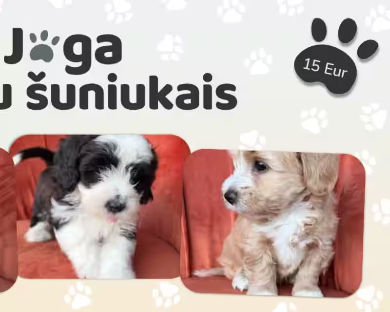 Joga su Havanos Bišoniukais nuotrauka 1