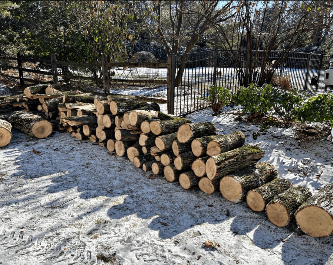Tree removal