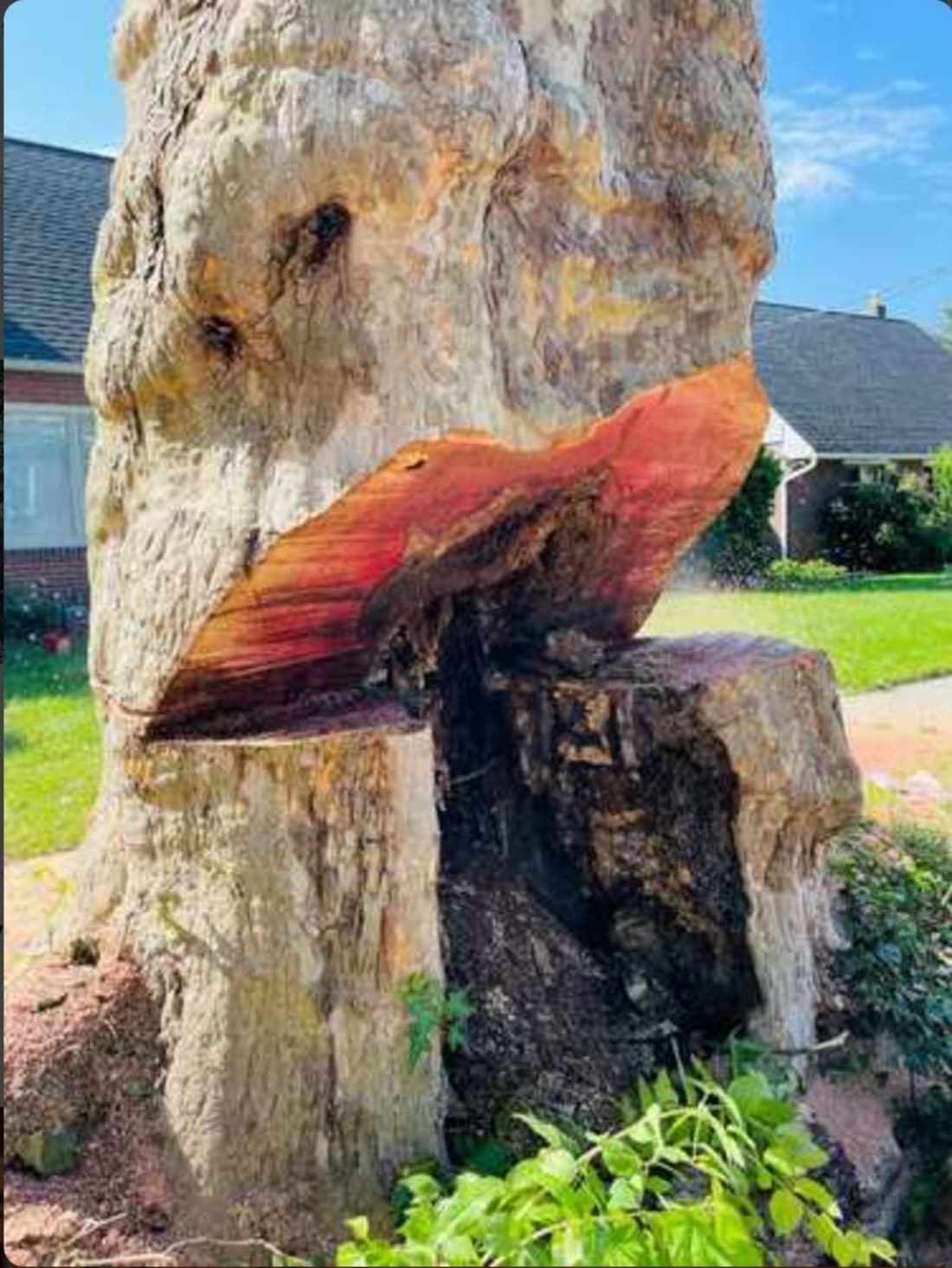 Tree removal job