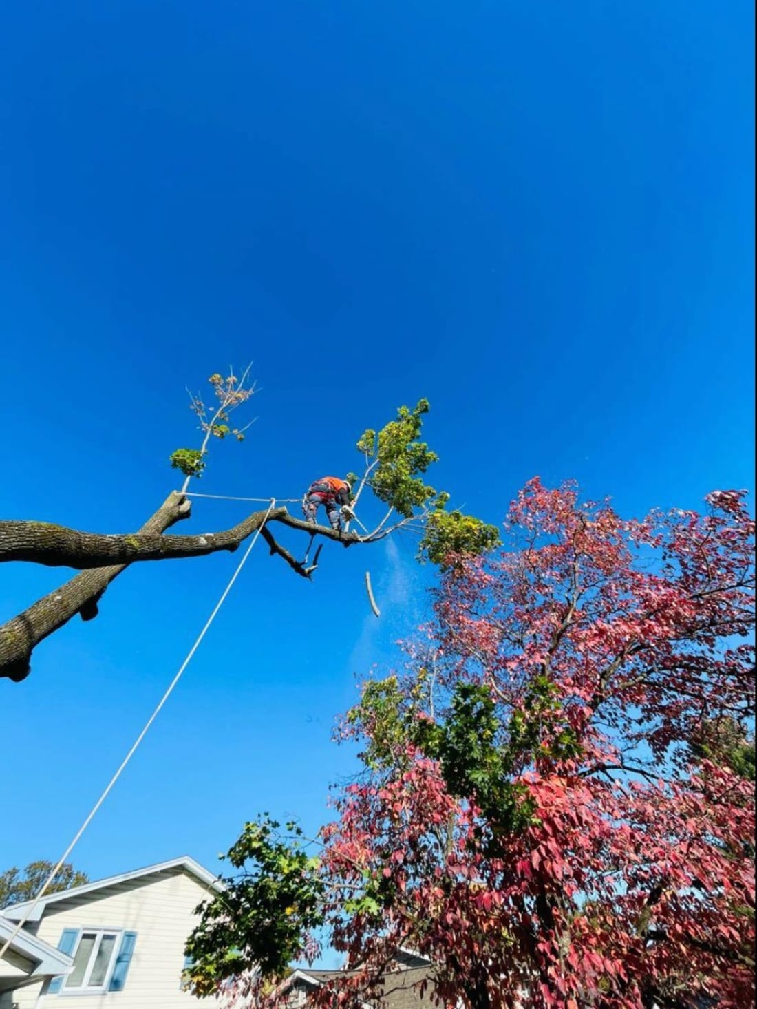 Trees
