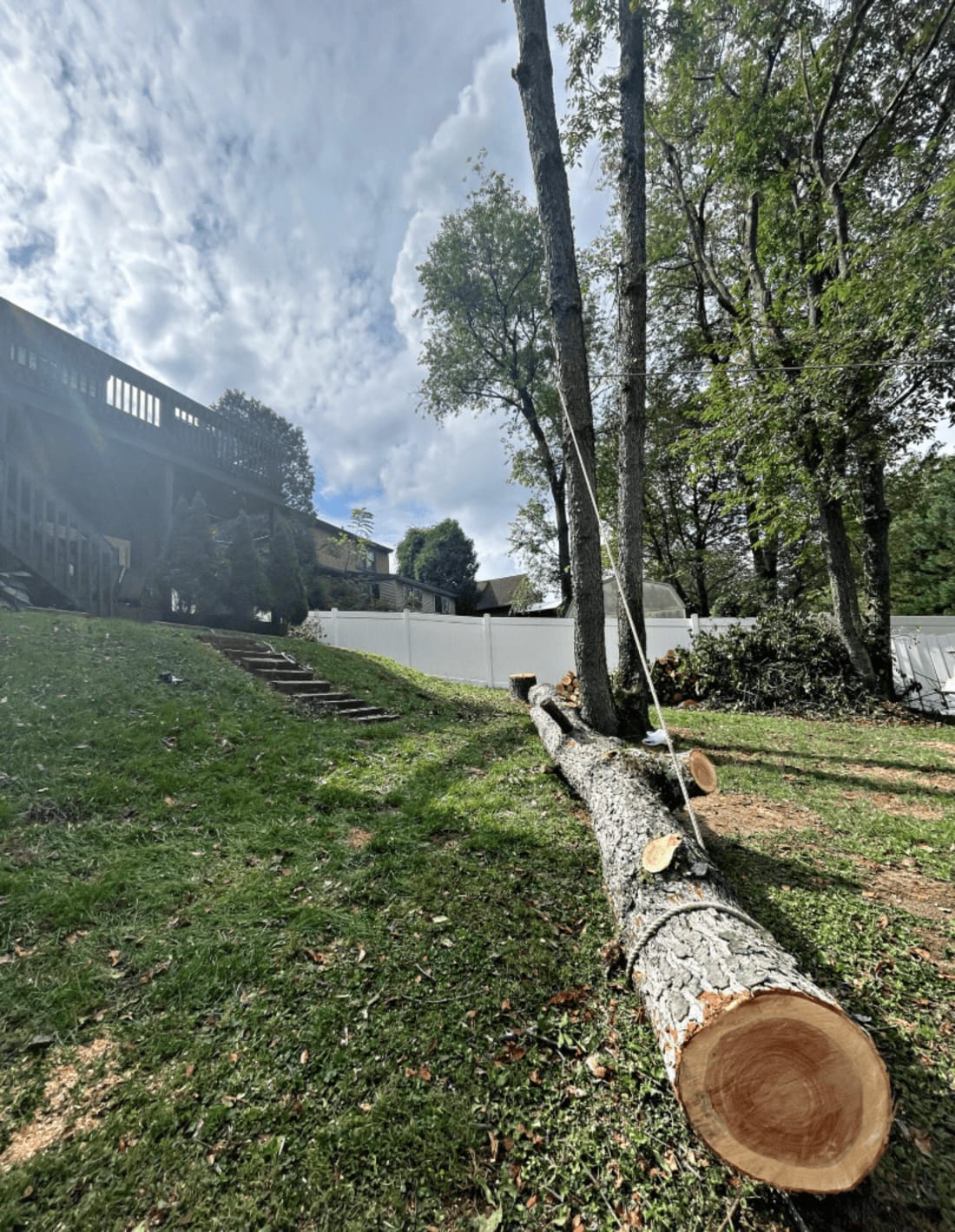 Tree removal in progress