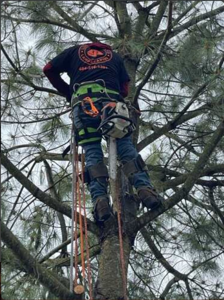 Lumberjays crew cutting a tree