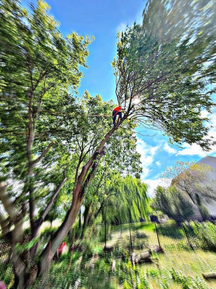 Bucket truck tree work