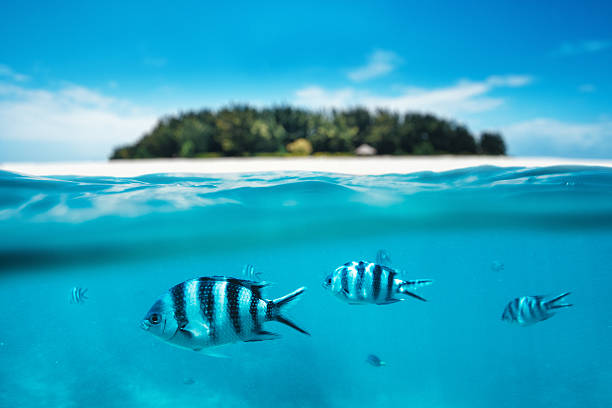 mnemba snorkeling