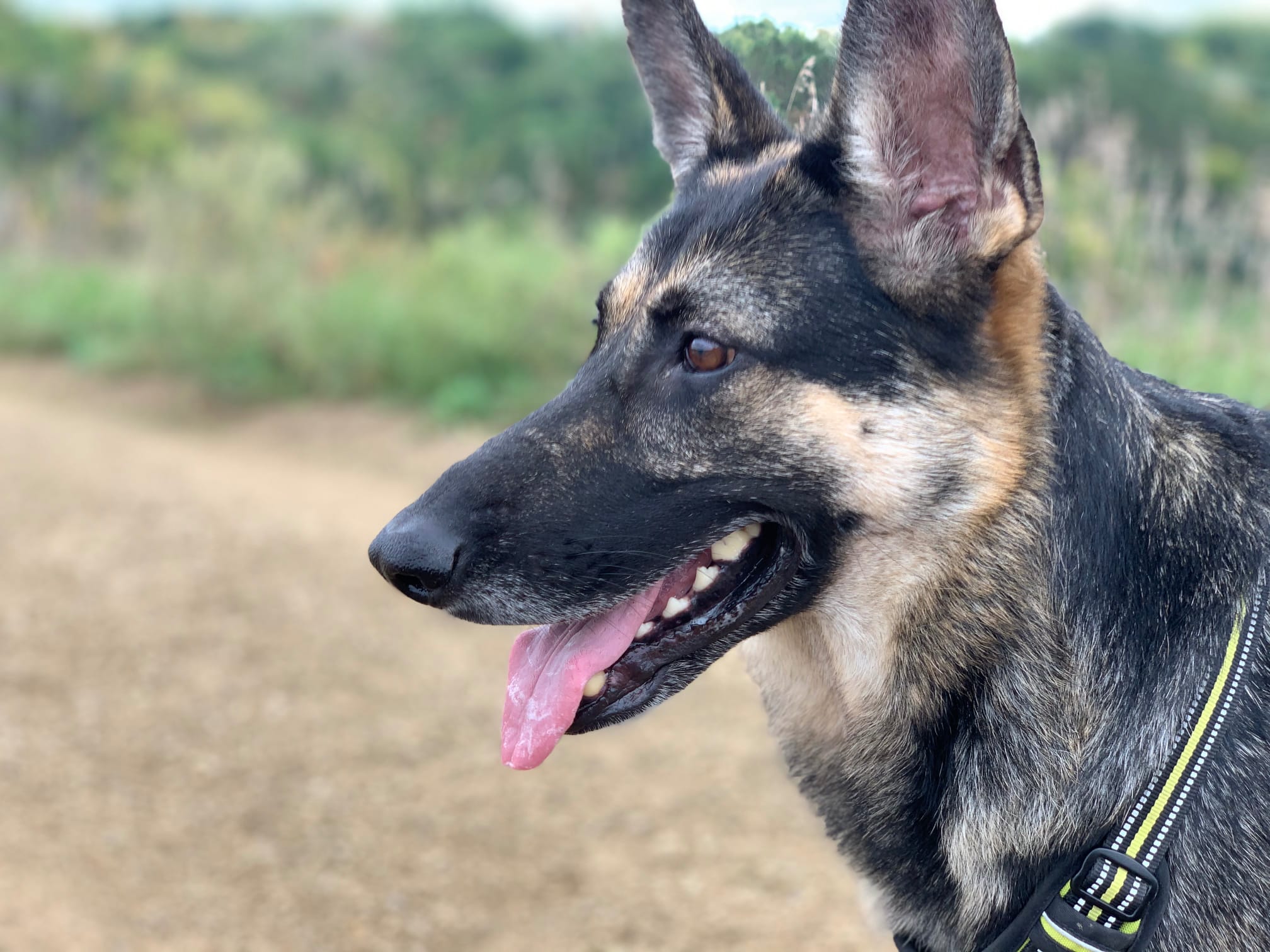 After fostering a sassy and intelligent German Shepherd named Belle, my wife and I quickly adopted her, and she became a deeply cherished part of our lives through years of hiking, water sports, and steadfast emotional support. She loved me unconditionally through every up and down, and I will forever miss her after her sudden health decline and passing.