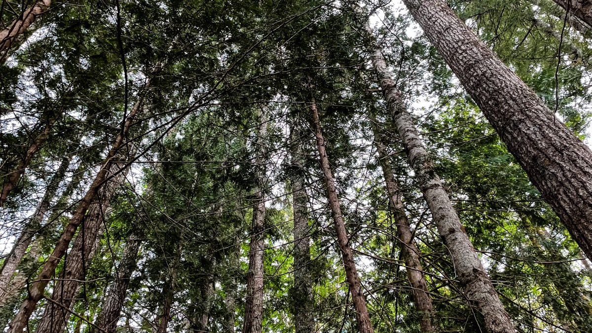 Meditation for July 10, 2021