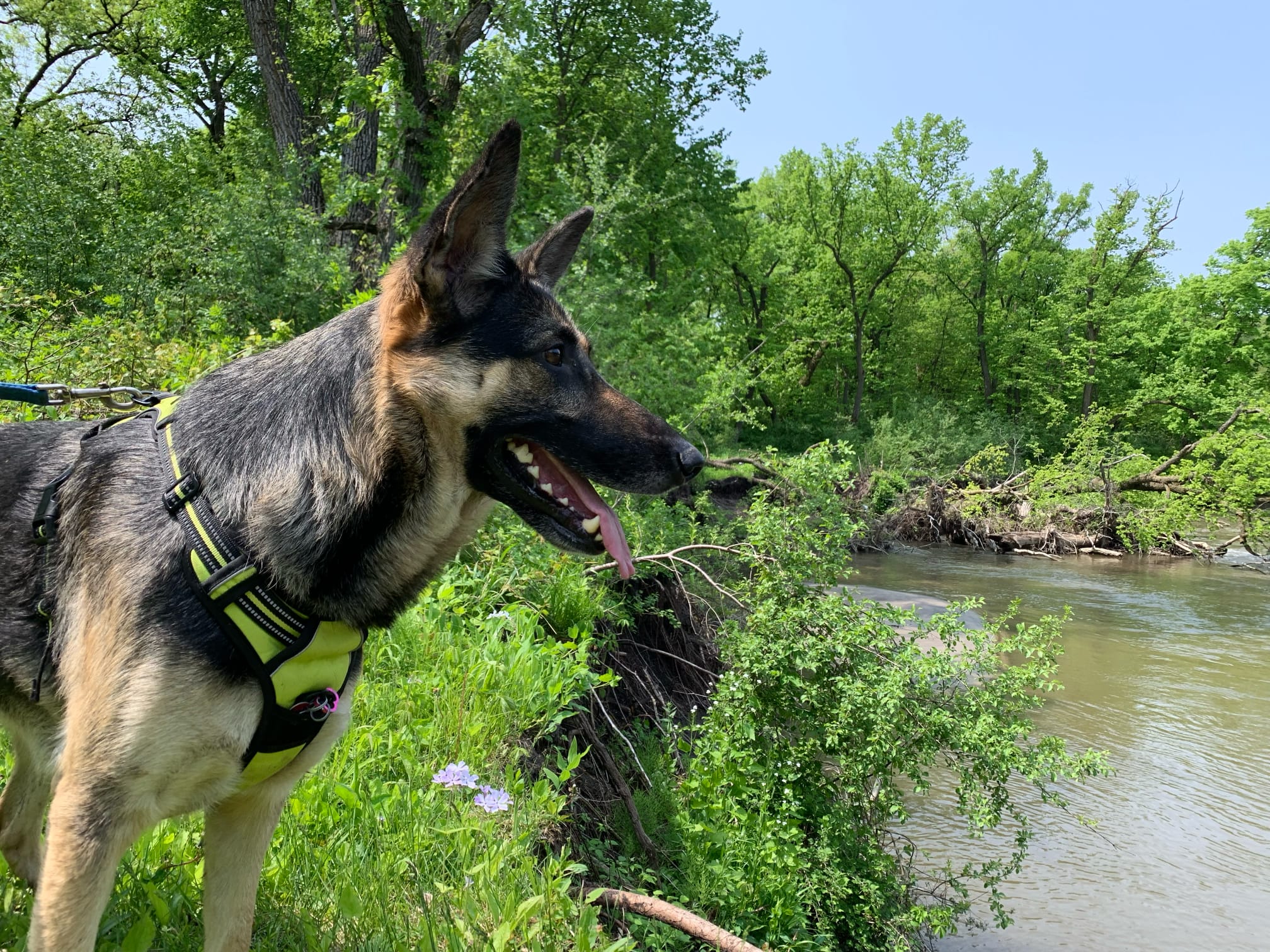 Belle looking at the water