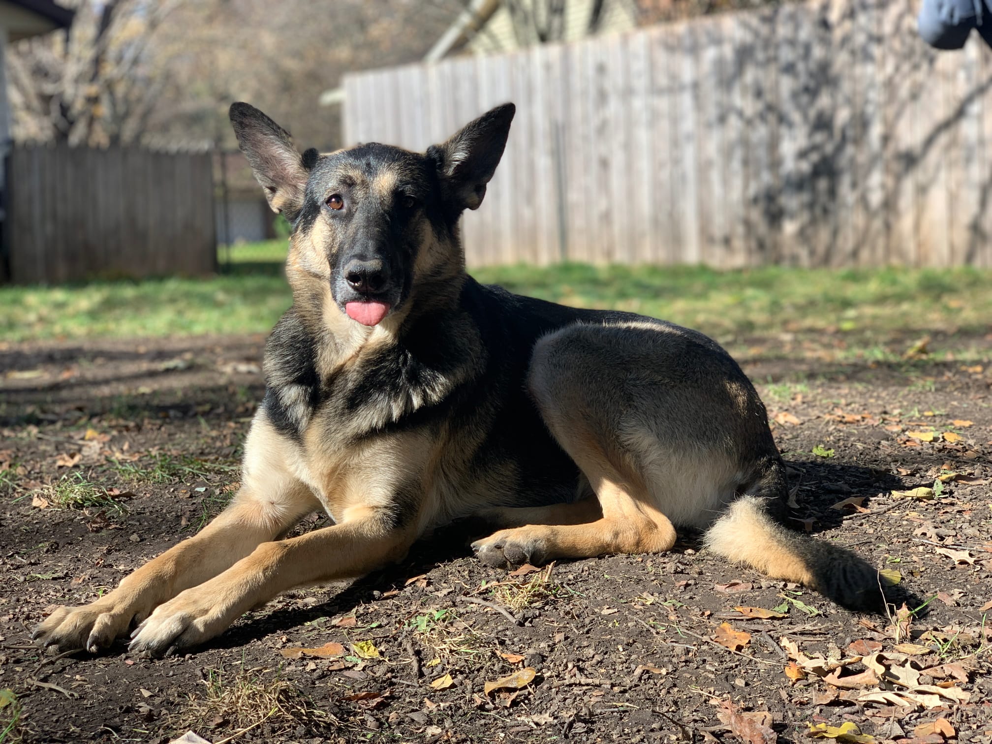 Belle in the backyard