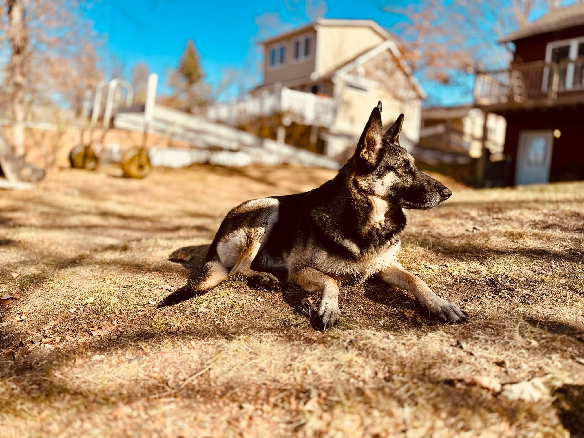 Belle at Lake Maud