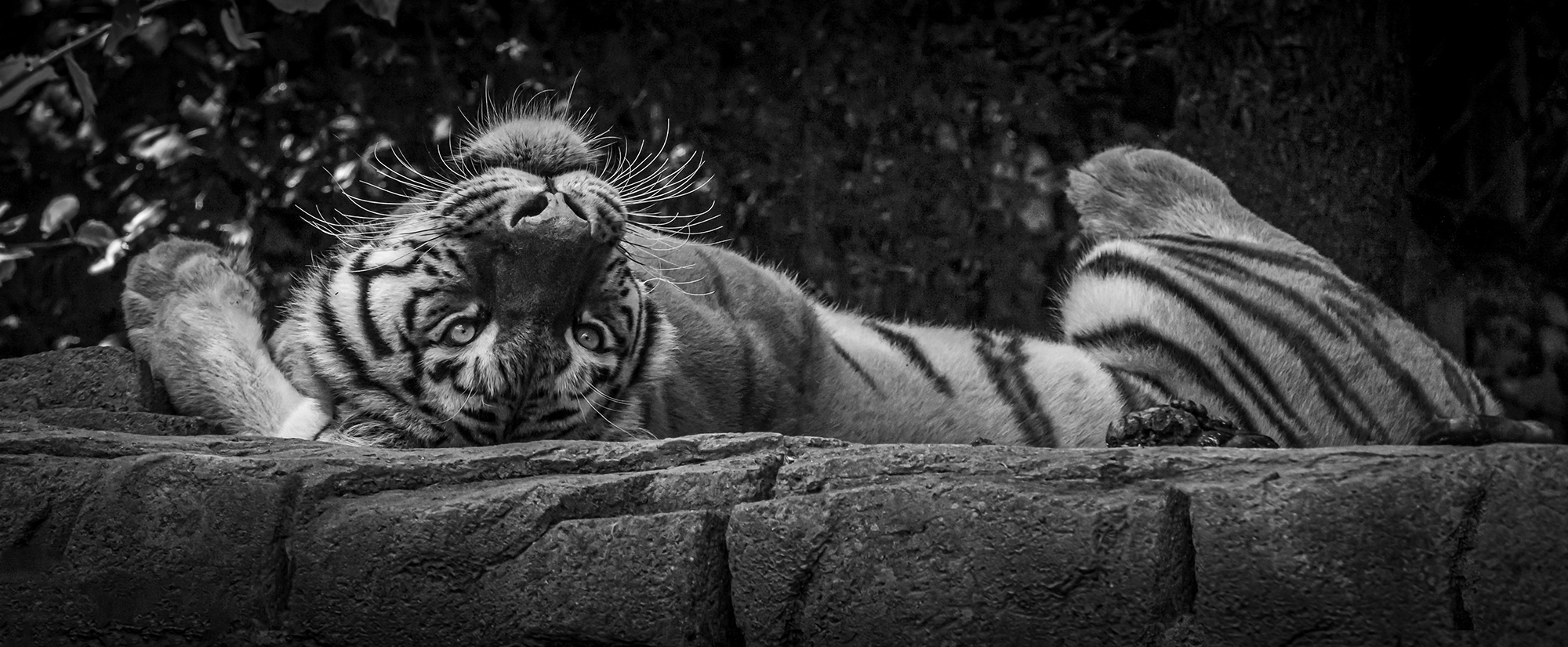 Tiger Zoo Zurich