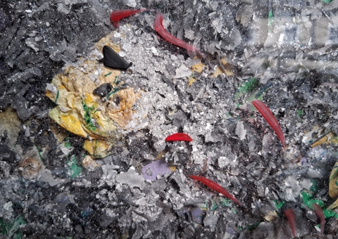 How do you grow it on ashes?