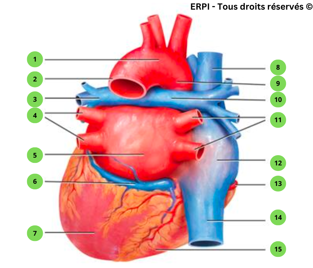 Schéma du coeur : vue postérieure externe - Paramédical