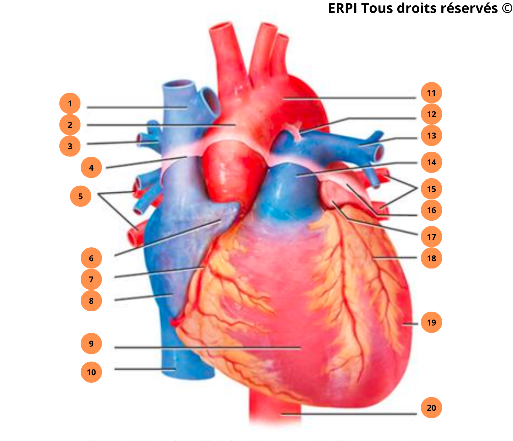 Schéma du coeur : vue antérieure externe - Paramédical