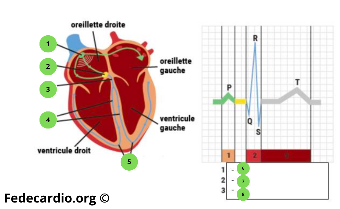 Schema de l'activité électrique du coeur - 2.2
